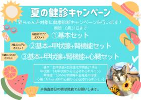 夏の猫健診のお知らせ