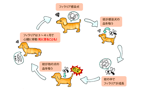 フィラリア 犬 いつから